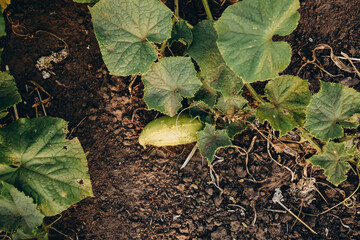Cucumbers growing on the plant in the garden, organic farming concept