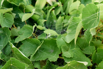Spider web on a green leaf with dew drops, macro nature photography