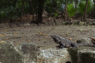 Iguana in Cancún