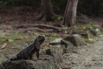 Iguana in Cancún