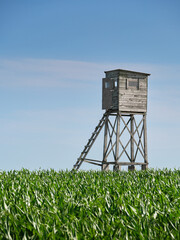 Wooden hunting lookout tower standing in a green cornfield under a clear blue sky, minimal rural...