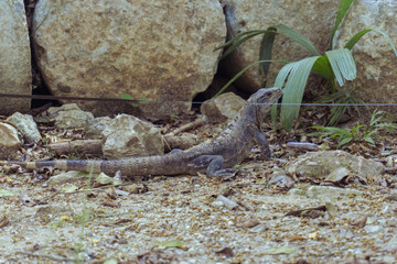 Iguana in Chichén Itzá