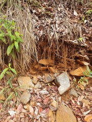 fallen leaves on the ground
