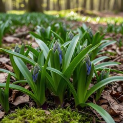 Obraz premium Emerging Bluebell Buds in a Forest Understory during Early Spring Season
