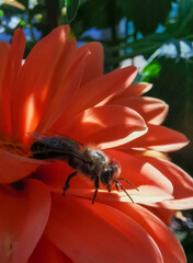 Wasp on a yellow flower macro photography, switzerland