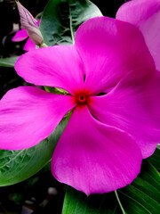 Macro photography of a pink flower in the mountains of Switzerland