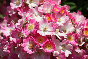 rosier de printemps multi fleures