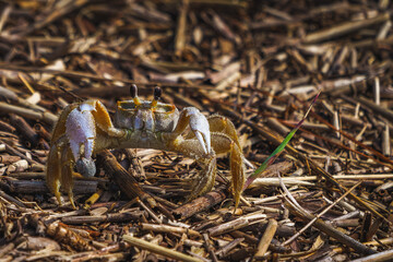 Ghost Crab in the wrack