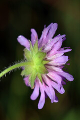 le dos d une jolie fleur mauve