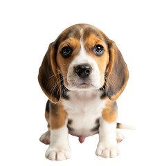Cute beagle puppy sitting and looking at the camera, isolated on transparent background