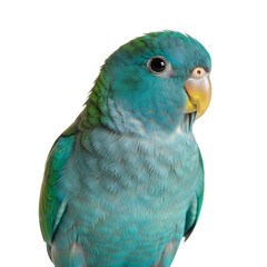 Close up portrait of a small blue and green parrot isolated on transparent background
