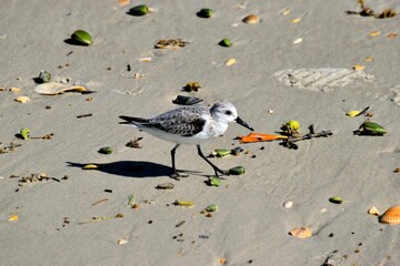 Sandpiper at the ocean beach