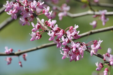 pink cherry blossom in spring