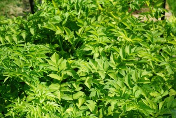 Ostericum koreanum (Ganghwal), full leaf view showing serrated edges of a medicinal plant used for pain and inflammation. Photographed in Korea.