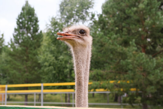 Adult ostrich chicks live in a separate enclosure at the zoo.