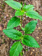 Small Plants in the Garden with Morning Dew