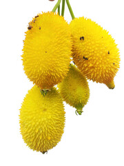 A spiky yellow fruit on a vine. Spiny gourd or spine gourd also known as bristly balsma pear,...