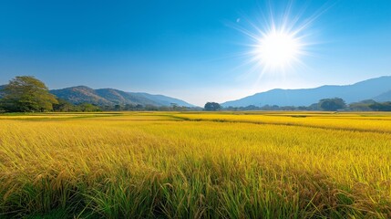 Fototapeta premium A stunning panoramic view of a golden rice field under a bright blue sky.