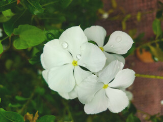 close view white Madagascar periwinkle scientific	
