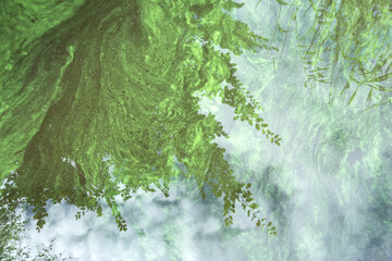 Beautiful pattern on cassock in lull of forest reservoir.