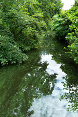 Forest landscape with a quiet river with a green cassock flowing between trees and bushes,...