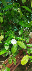 close view white Madagascar periwinkle scientific	
