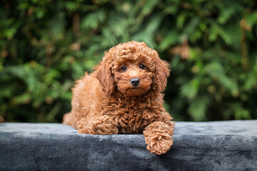 A cute tan apricot miniature poodle puppy looking like a teddy bear on a blanket