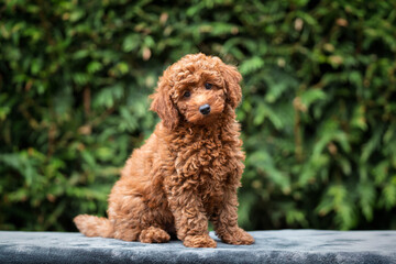 A cute tan apricot miniature poodle puppy looking like a teddy bear on a blanket