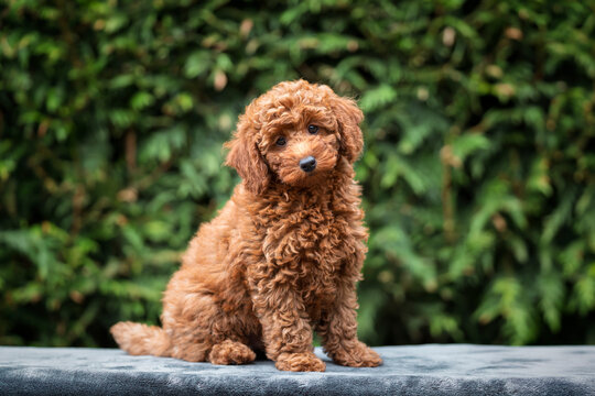 A cute tan apricot miniature poodle puppy looking like a teddy bear on a blanket