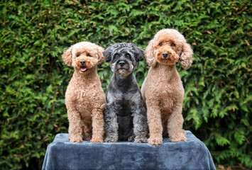 A pair of poodles with a Schnauzer posing on a blanket