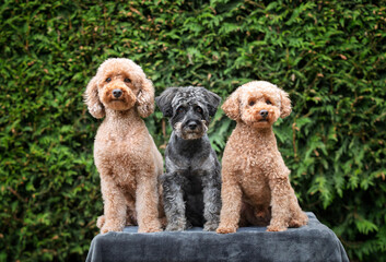 A pair of poodles with a Schnauzer posing on a blanket