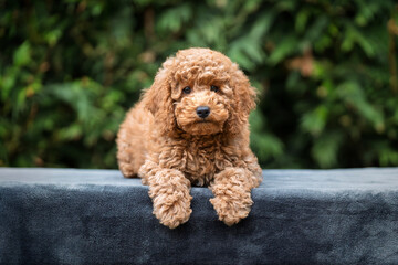 A cute tan apricot miniature poodle puppy looking like a teddy bear on a blanket