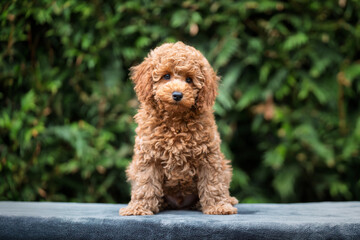 A cute tan apricot miniature poodle puppy looking like a teddy bear on a blanket