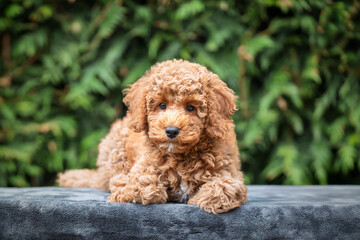 A cute tan apricot miniature poodle puppy looking like a teddy bear on a blanket