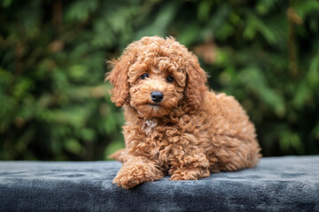 A cute tan apricot miniature poodle puppy looking like a teddy bear on a blanket