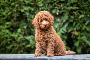 A cute tan apricot miniature poodle puppy looking like a teddy bear on a blanket