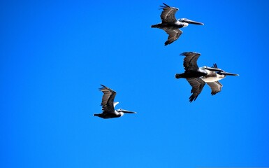 Pelicans over the ocean
