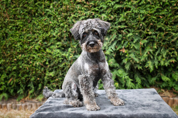 A black schnauzer posing on a blanket