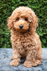 A cute tan apricot miniature poodle puppy looking like a teddy bear on a blanket