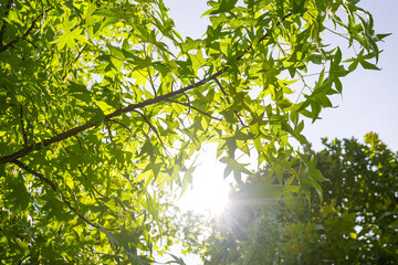 Green Leaves with Sunlight Rays – Summer Nature Concept