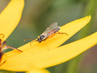 A close-up of a parasitic wasp (ichneumonid)