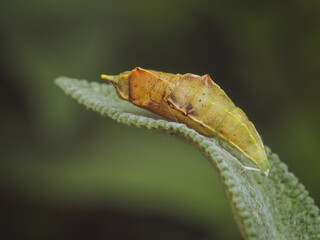 A close-up of a Small White butterfly pupa (Pieris rapae)