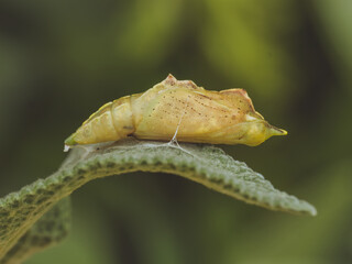 A close-up of a Small White butterfly pupa (Pieris rapae)