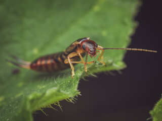 A Common earwig on a leaf of a Squash plant (Forficula auricularia)
