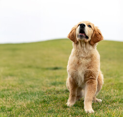 Golden Retriever plays with a ball.A beautiful dog walks in a clearing. puppy runs in the park.A...