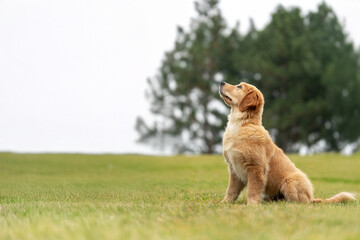 Golden Retriever plays with a ball.A beautiful dog walks in a clearing. puppy runs in the park.A...