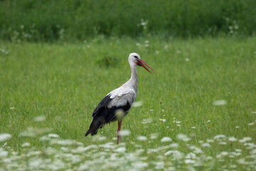 An adult White Stork stands in a green grassy meadow, positioned perpendicular to the camera lens on a cloudy summer day.