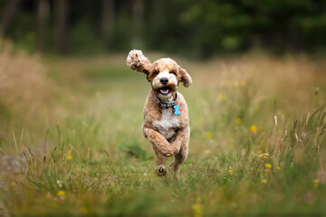 Apricot Cockapoo in the forest in Ascot on a fast run towards us with ears flying