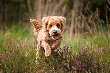 Apricot Cockapoo in the forest in Ascot playing near the summer heather