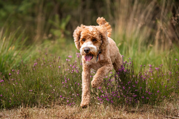 Apricot Cockapoo in the forest in Ascot playing near the summer heather